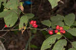 Southern spicebush <BR>Pondberry